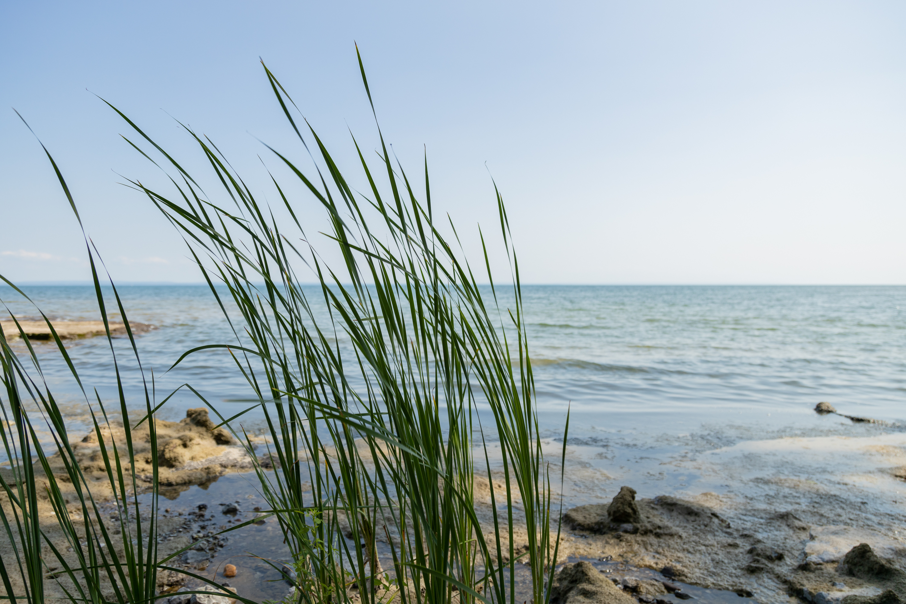 Grasses on the Lake Erie shoreline